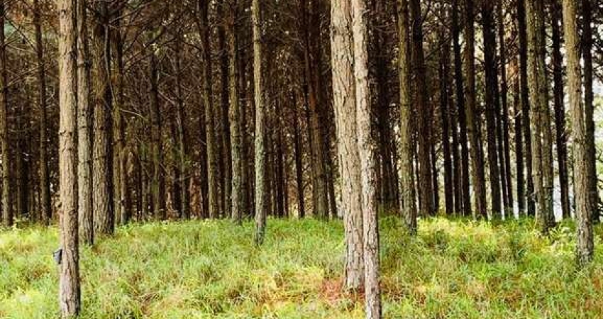 Fazenda 96 Alqueires, 35 Alqueires em Pinus, Rico em Água com Açudes e Rio, Topografia Boa, 10 Alqueires em Eucalipto, Casas Sede e Caseiro, Barracão
