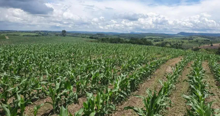 Fazenda 125 Alqueires, Aproveitamento de 70% em Lavoura, Solo Misto, Boa de Água com Rio, 80% de Aproveitamento em Eucalipto, Casa Sede