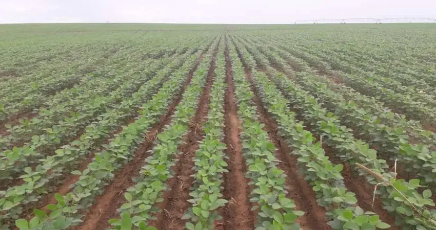 Fazenda 1065 Alqueires, 700 Alqueires de Capim, 100 Alqueires de Soja, Milho, Rica em Água com Rio, Confinamento para 500 Bois, Ótima Localização