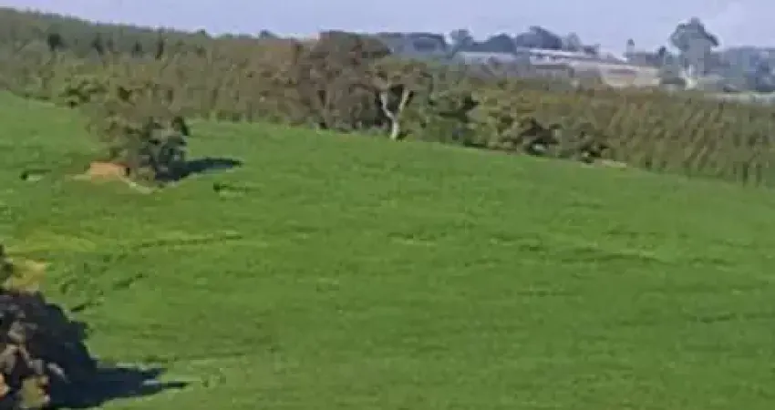Fazenda 100 Alqueires, 35 Alqueires em Área Plantada, Planta-se Mais 30 Alqueires, Topografia Ótima, Terra Mista, Rica em Água com Lagos e Nascente