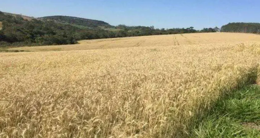Fazenda 67 Alqueires, Rica em Água com Lagos e Nascentes, 35 Alqueires Plantados, Dupla Aptidão, Topografia Boa, Terra Mista e Vermelha, Casa Simples