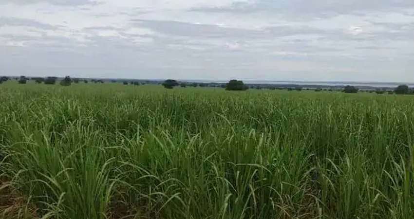 EXCELENTE FAZENDA COM CANA EM PANORAMA-SP ??   Área Total 272 Alqueires   80% em Cana  Restante Reserva e App   Arrendada a 42 toneladas por alqueir