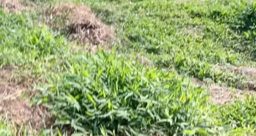 Sítio 27000m2, Casa 150m2, 3 Dormitórios, Muita Água, Tanques de Peixes, Bem Cercado, 6 km da Cidade, Estrada Cascalhada
