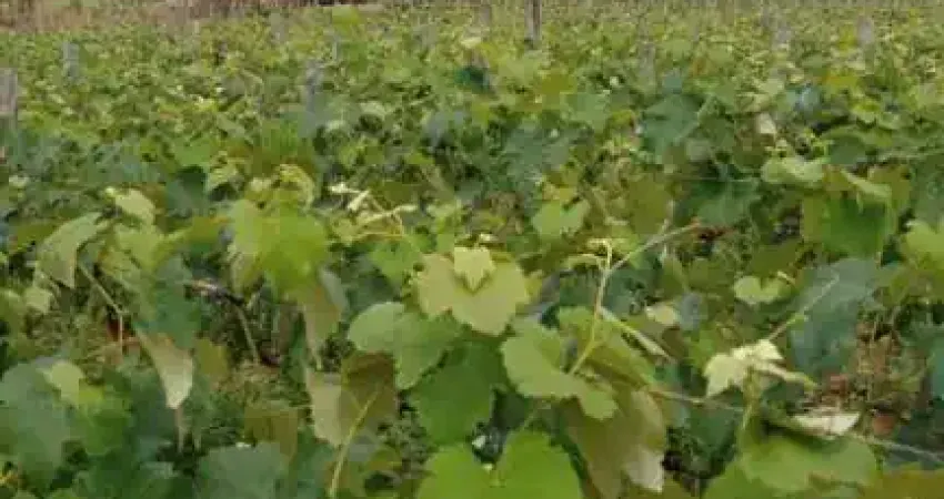 3.200 alqueire 3000 pés de uva,100 de pitaia, represa com peixe,casa 2 quarto,água da sabesp,excelente localização,entre cesario langer e porangaba valor 1.800,000,00