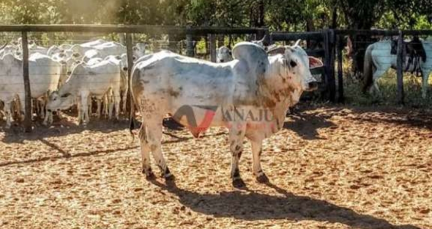 Fazenda à venda no Centro, Santa Fé de Minas 