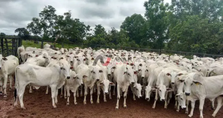 Fazenda à venda no Centro, Santa Fé de Minas 