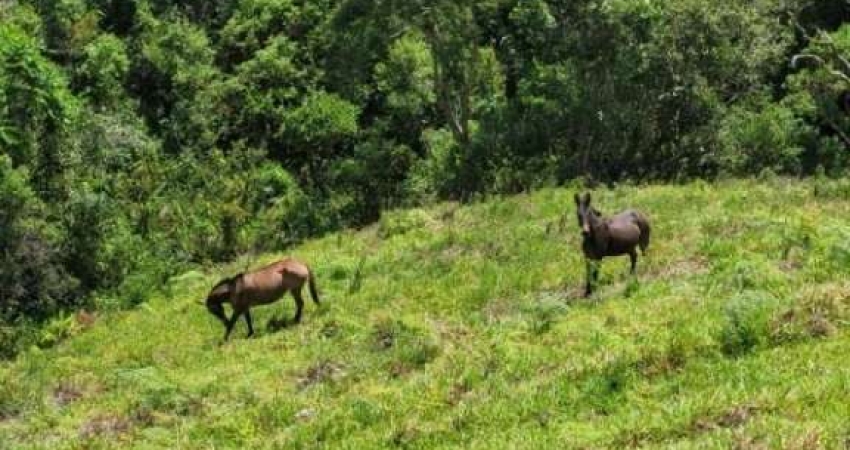 Terreno à venda na Cunha Paraty (SP 171) km 59 + 5,8 km de terra Aparição,, 2000, Zona Rural, Cunha
