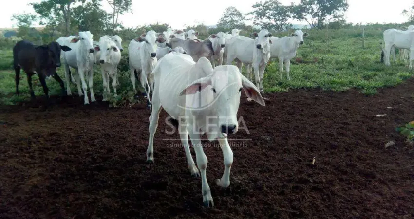 Fazenda à venda na Rodovia BR364, 567, Zona Rural, Araguaiana
