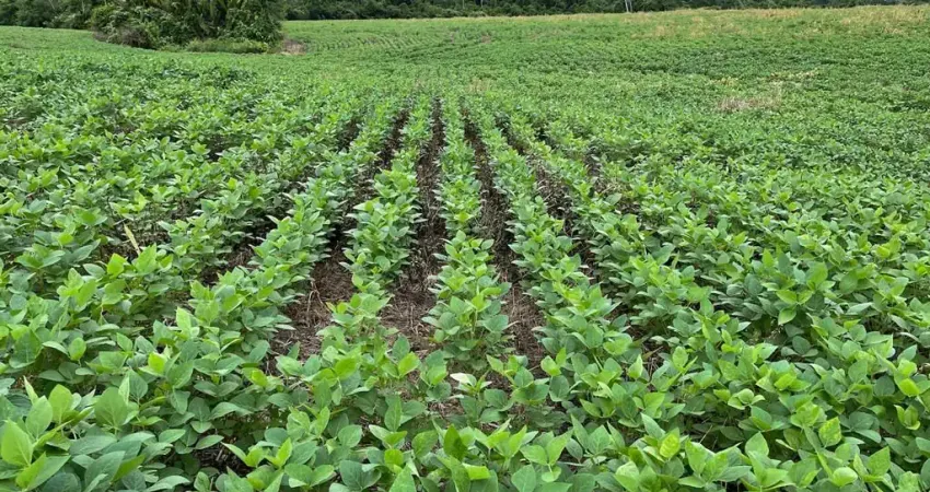 Fazenda à venda na Área Rural de Araguaína, Araguaína 
