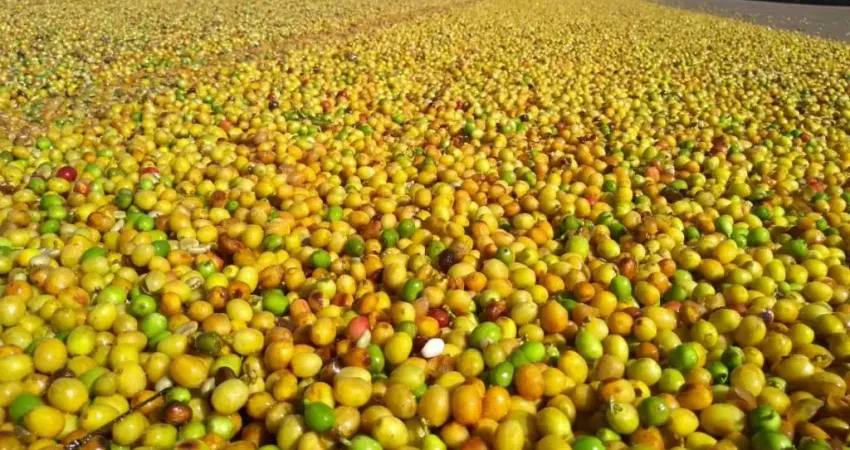 Excelente fazenda de café a venda no estado de minas gerais localizada na região de piumhi-mg.'