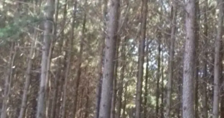 Fazenda à venda no Chácaras Rio Pardo, Ribeirão Preto 