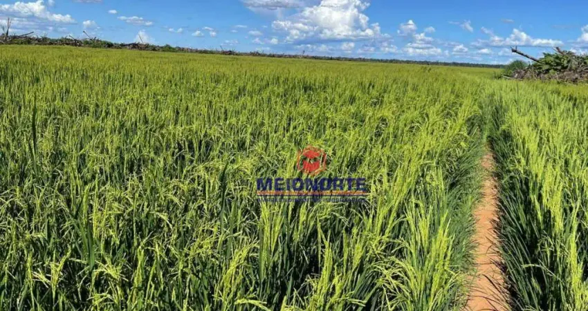 Fazenda com 1 sala à venda na Área Rural, 1, Zona Rural, Anapu