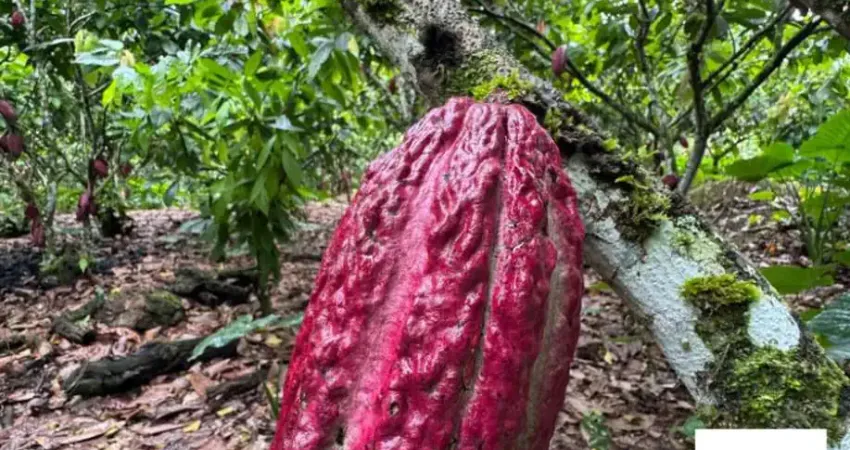 Chácara / sítio com 4 quartos à venda na Uruçuca, BA, 2, Serra Grande, Uruçuca
