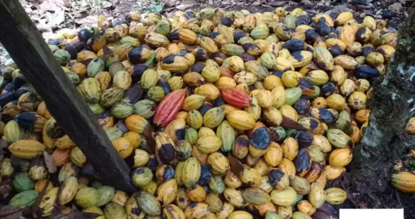 Chácara / sítio com 4 quartos à venda na zona rural ubata, 5, Zona Rural, Ubatã