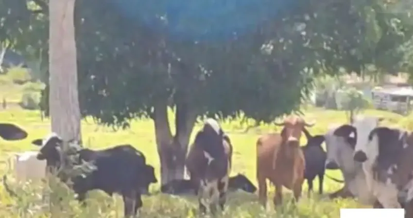 Chácara / sítio com 3 quartos à venda na zona rural ubatã, 6, Zona Rural, Ubatã