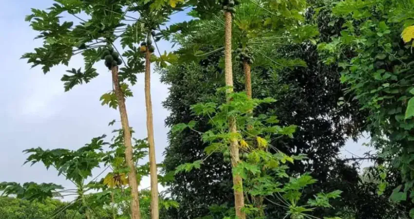 Chácara / sítio com 3 quartos à venda na Maraú, BA, 1, Zona Tremembé, Maraú