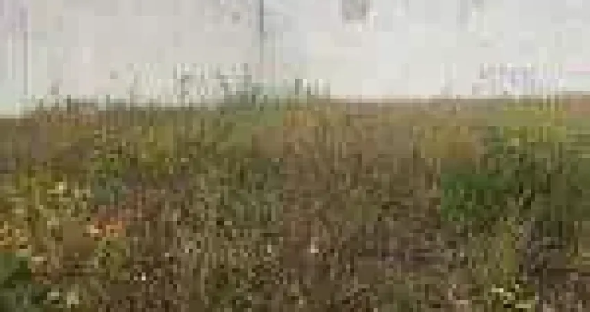 Terreno comercial para alugar na Rua Augusto Guerino, s/nº, Portal de Versalhes 1, Londrina