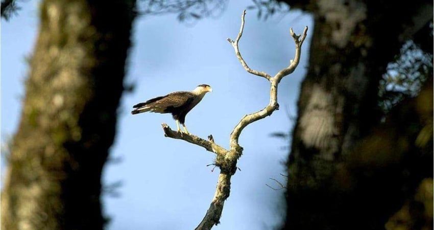 Terreno à venda no Bairro O Bosque com 1024 m² de área privativa