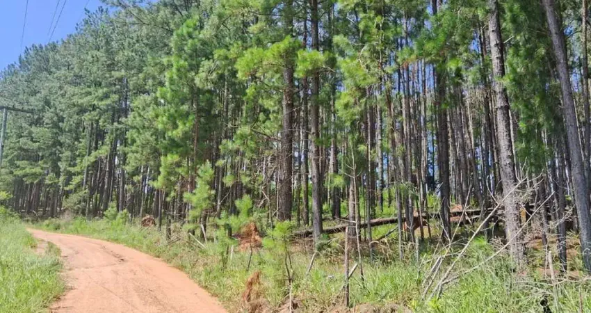 Chácara / sítio à venda na Estrada Passo do Morrinho, s/n, Fiuza, Viamão