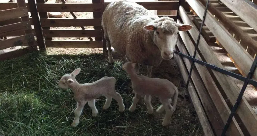 Chácara / sítio com 3 quartos à venda na Beco do Sossego, 2265, Espigão, Viamão