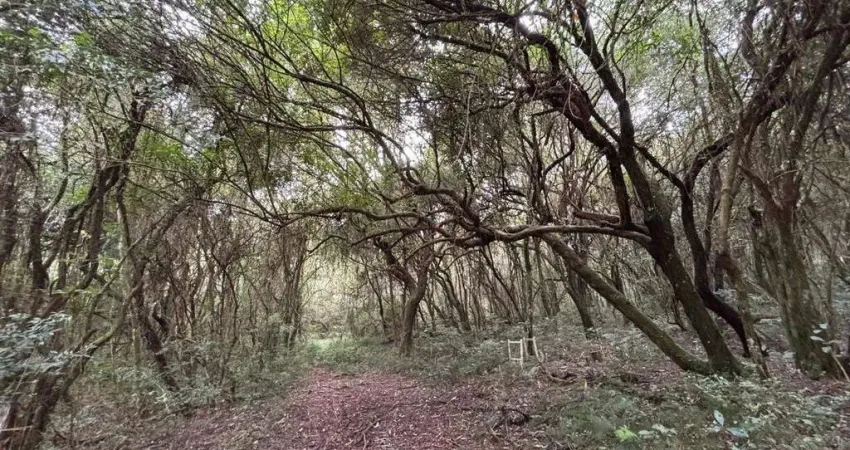 Chácara / sítio à venda na Estrada do Vanderli, s/n, Águas Claras, Viamão