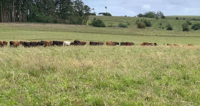 Chácara / sítio à venda na Área Rural, Capão da porteira, Viamão