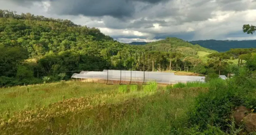Chácara / sítio à venda na Segunda Legua, 1, Desvio Rizzo, Caxias do Sul