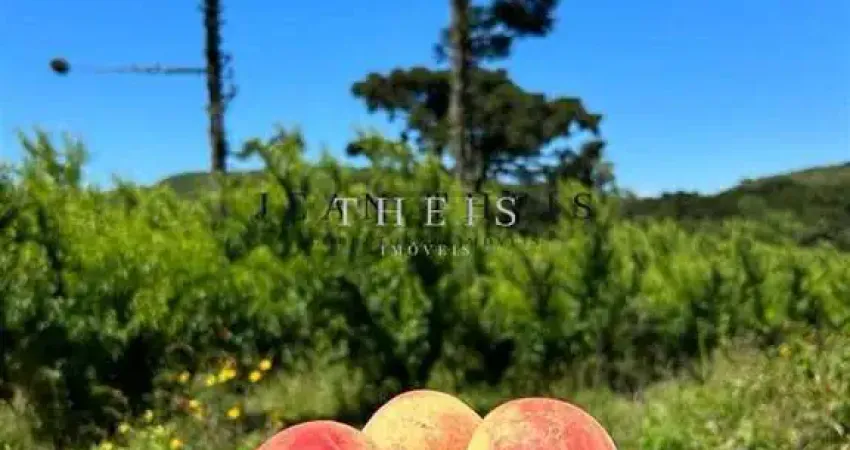 Chácara / sítio com 1 quarto à venda no Centro, Caxias do Sul