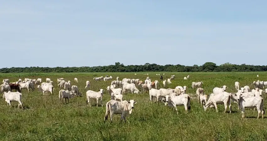 Fazenda à venda na Rua Coronel de Arruda Pinto, 45, Zona Rural, Santo Antônio do Leverger