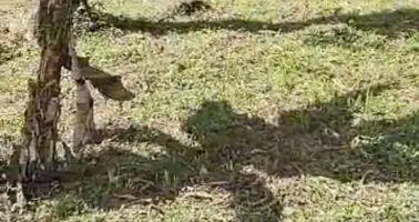 Terreno à venda na Figueira (Pé da Serra), Ubatuba 