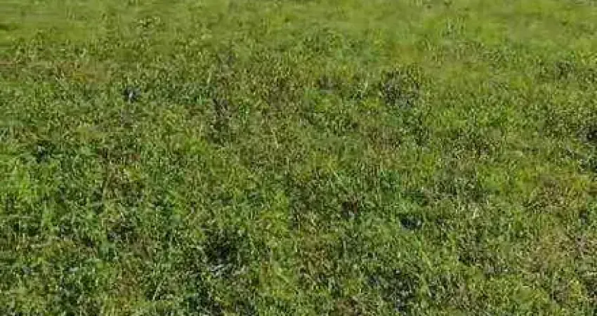 Vende-se 15 alqueires em  União de Minas - MG /  A 11 km da cidade e do asfalto