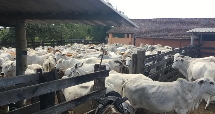 Fazenda com 2 salas à venda na Estrada Araruama, 1530, Fazendinha, Araruama