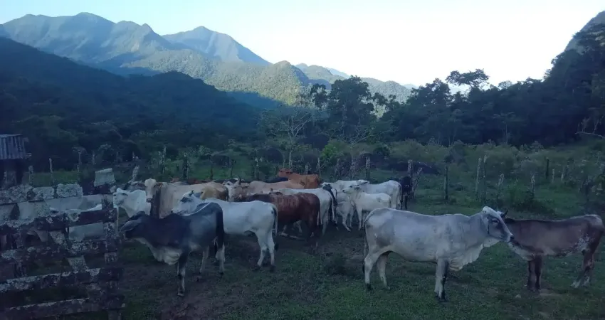 Fazenda à venda na Estrada do taquari, 1520, Areal do Taquari, Paraty