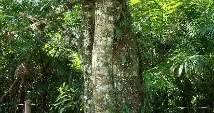 Terreno em CENTRO