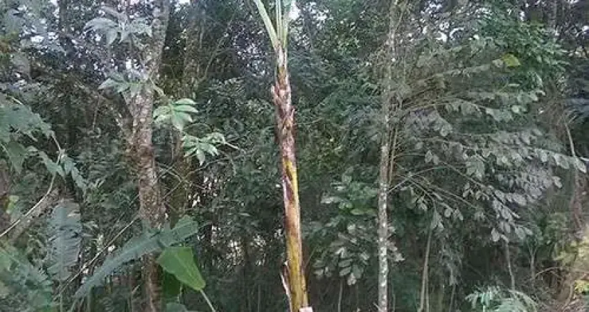 Terreno à venda na Rua 6, Serra da Cantareira, São Paulo