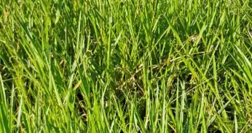 Terreno zona sul vigilato pereira uberlandia, oportunidade