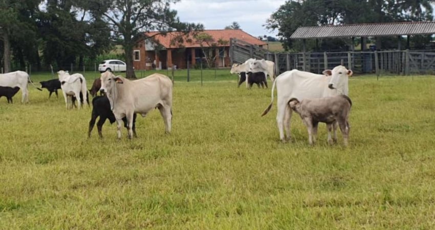Terreno à venda na Zona Rural, Cerqueira César 