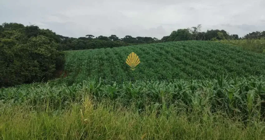 Chácara à venda, 25.110 m2 por R  1.374.000,00 - Cachoeira - São José dos Pinhais PR
