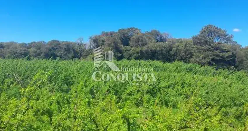 Terreno à venda na Manoel Pedrotti, 7000, Diamantino, Caxias do Sul