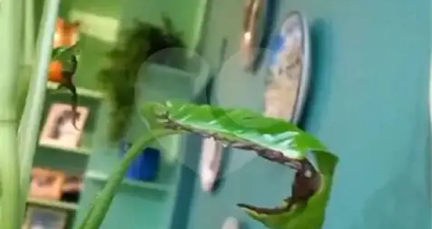 Apartamento com 3 quartos à venda na Rua José de Almeida, Vila Maria, São Paulo