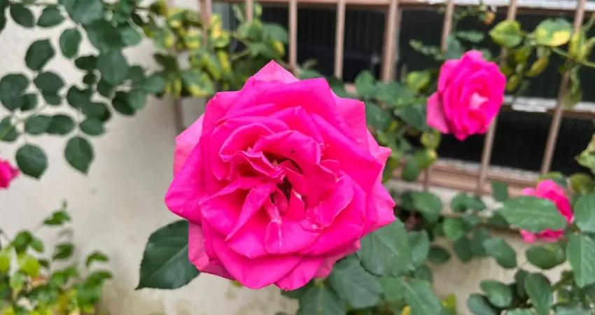 Casa com 3 quartos à venda na Rua Adalberto de Queiroz Telles, 148, Jardim Carlu, São Paulo