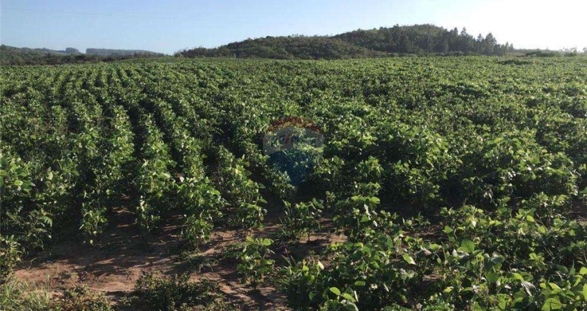 Fazenda à venda no Centro, Encruzilhada do Sul 