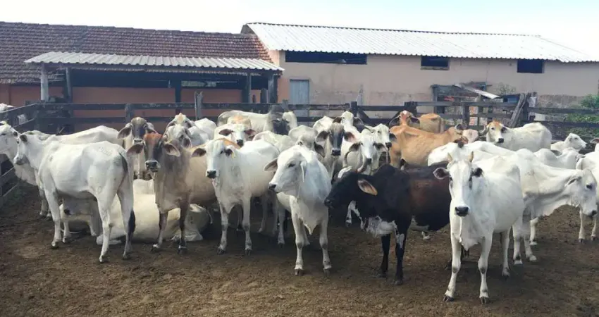 Fazenda à venda na Ponte dos Leites, Araruama 