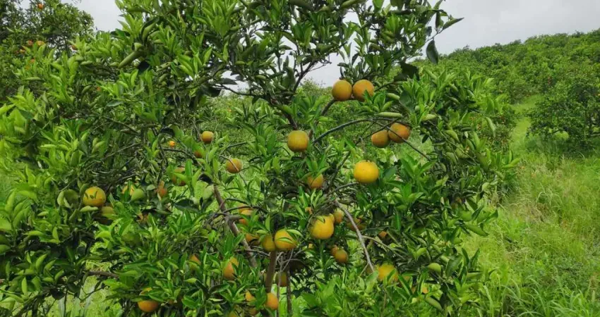 Chácara / sítio à venda no Posse dos Coutinhos, Tanguá 
