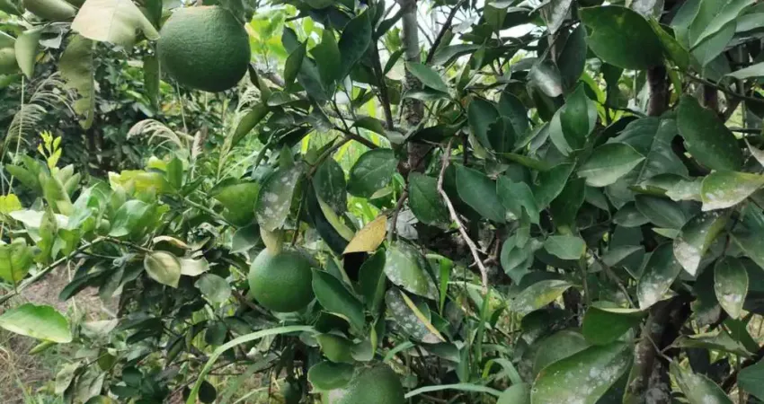 Chácara / sítio à venda no Muriqui, Tanguá 
