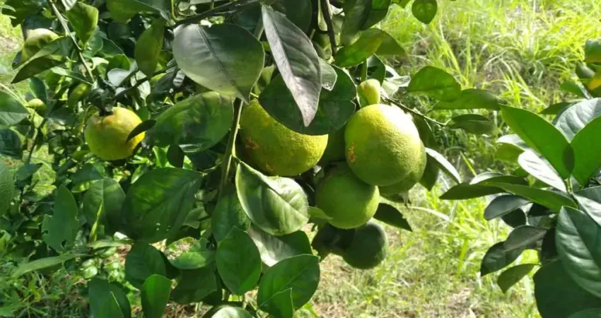 Chácara para Venda em Tanguá, AGRO BRASIL