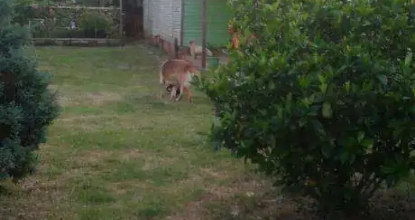 Vendo terreno na Avenida Florianópolis em Canoas RS, tem casa de madeira