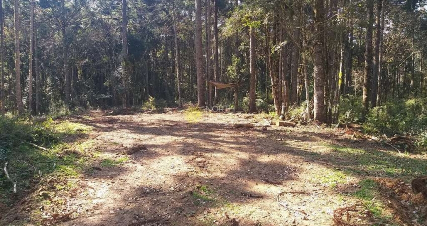 Chácara à venda, 187082 m² -  Avenquinha - Zona Rural - Campo Alegre/SC