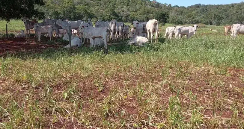 Fazenda à venda na zona rural, Zona Rural, Bandeirantes