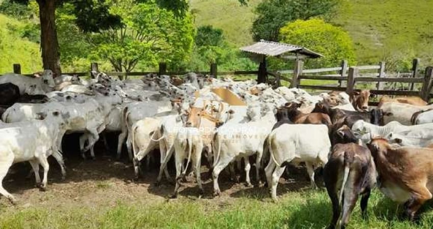 Fazenda à venda na Ibicuí, Centro, Ibicuí